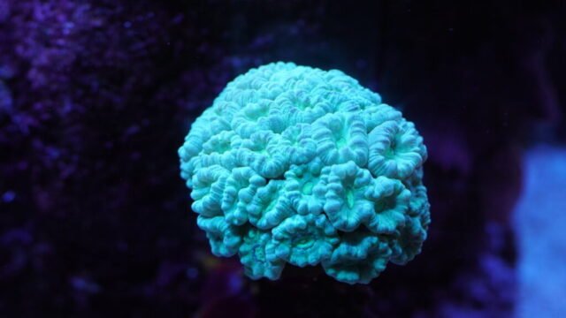 Coral1