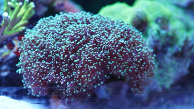coral10
