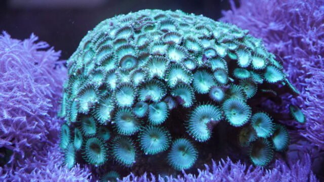 coral11