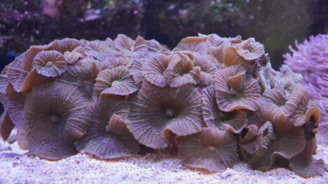 coral12