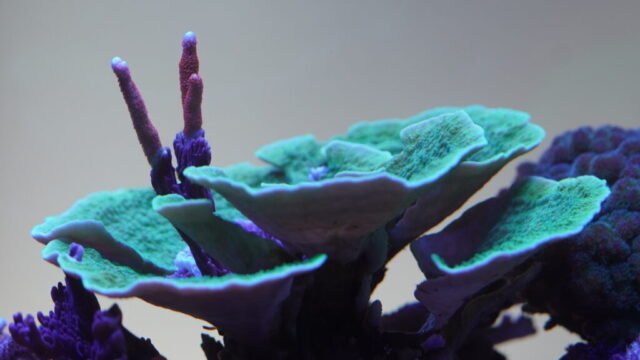 coral2
