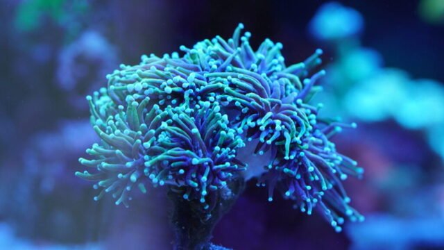 coral3