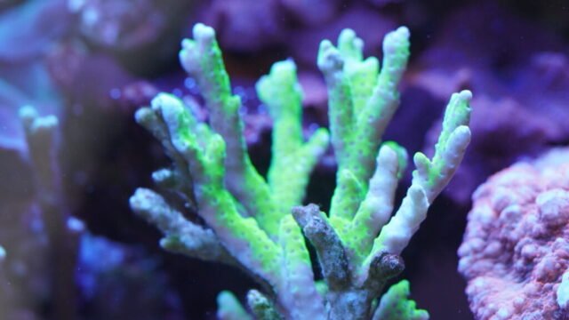 coral4