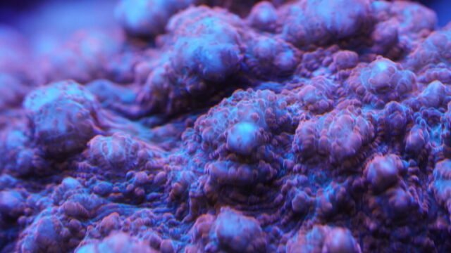 coral5