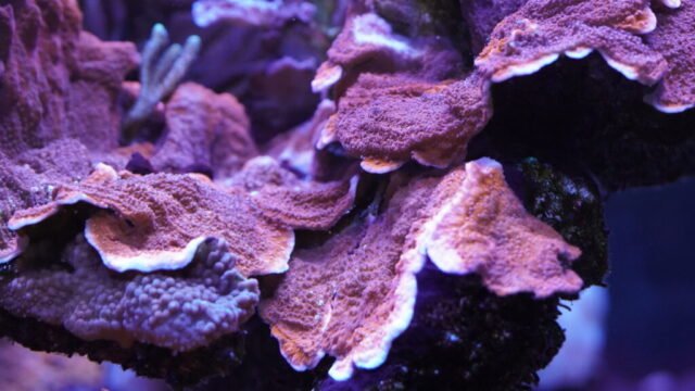 coral6