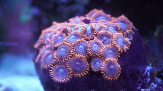coral7