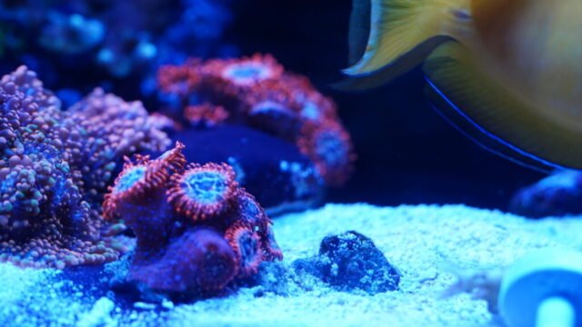 coral8