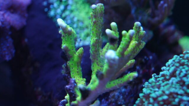coral9